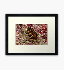 Runway Lights Flamboyant Cuttlefish Framed Print