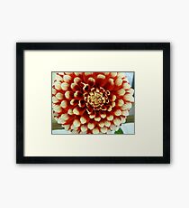 Dahlia #2 Framed Print