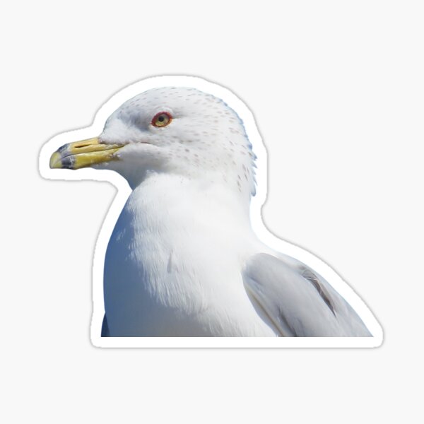 Item preview, Ring-Billed Gull designed and sold by TxBirdGuy.