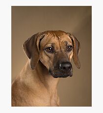 Rhodesian Ridgeback I Photographic Print