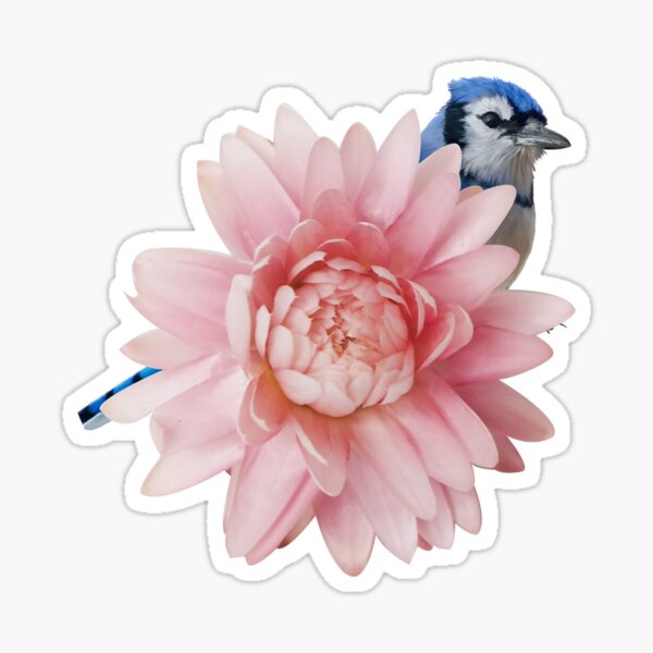 Item preview, Hello Cute Blue Jay designed and sold by BohemiWANDERS.
