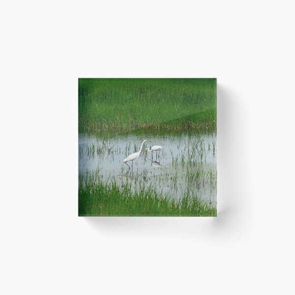 Item preview, Pair of Great Egret in Pristine Wildlife Refuge designed and sold by ShorelineImages.