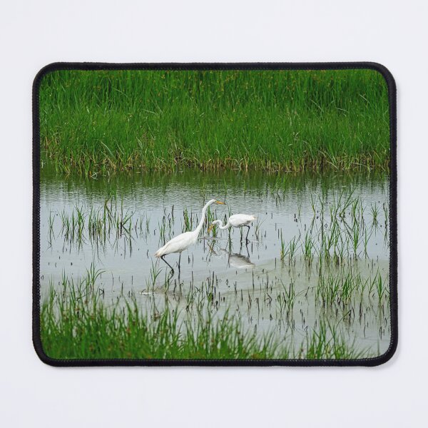 Item preview, Pair of Great Egret in Pristine Wildlife Refuge designed and sold by ShorelineImages.