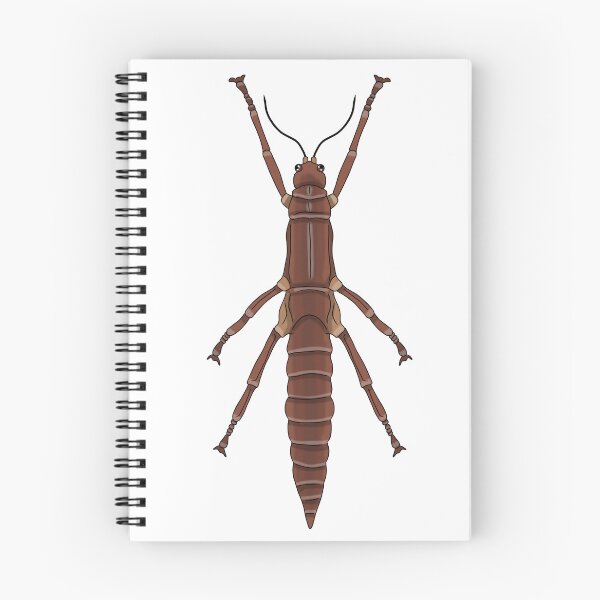 Item preview, female lord Howe stick insect (Dryococelus australis) designed and sold by Artbychb.