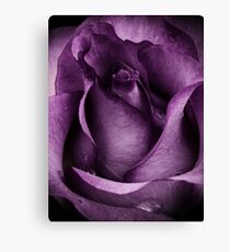 Purple Rose Canvas Print