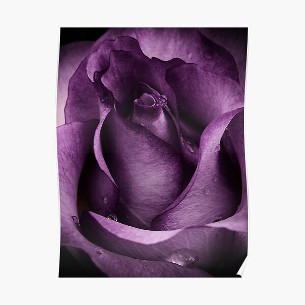 Purple Rose Poster