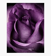 Purple Rose Photographic Print