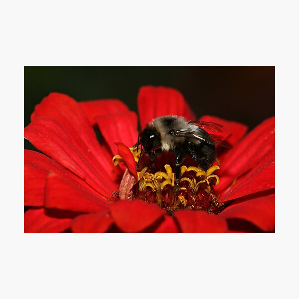 Bumble Bee Photographic Print