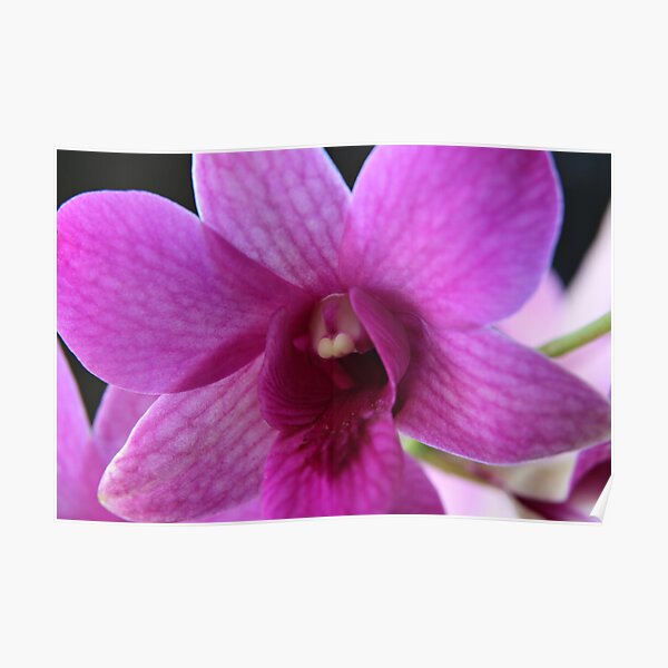 The Heart Of The Orchid Poster