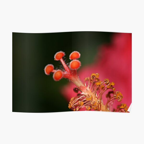 Tip Of The Hibiscus Poster