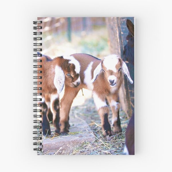 Item preview, Twins baby pigmy goats designed and sold by JacobsWell.