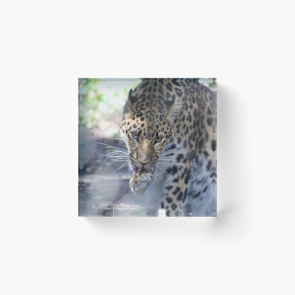 Item preview, Jaguar  designed and sold by Callistomuseum.