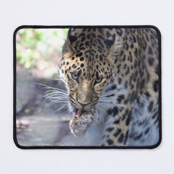 Item preview, Jaguar  designed and sold by Callistomuseum.