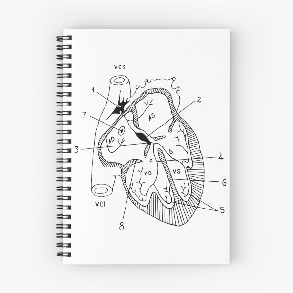 Item preview, Anatomical heart designed and sold by euglenii.