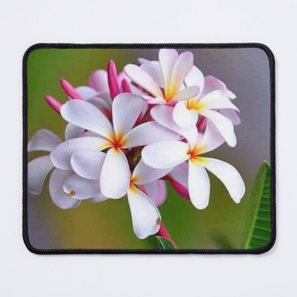 Item preview, White Frangipani Flowers designed and sold by NengShop.