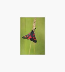 Burnet moth Art Board