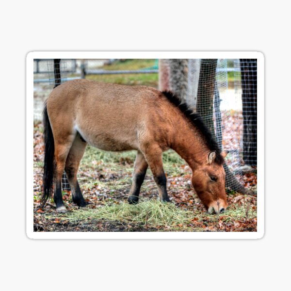 Aperçu de l'œuvre Cheval de Przewalski créée et vendue par Larry Trupp.
