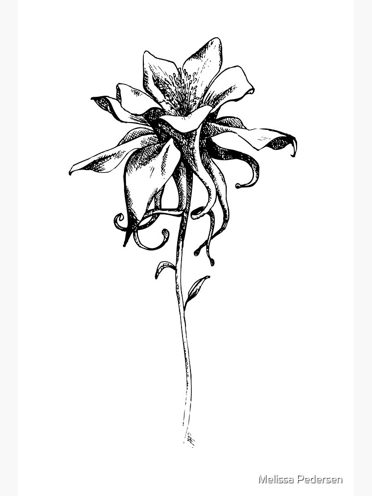 Impression rigide for Sale avec l'œuvre « Croquis d'art noir et blanc de  fleur de Columbine » de l'artiste Melissa Pedersen