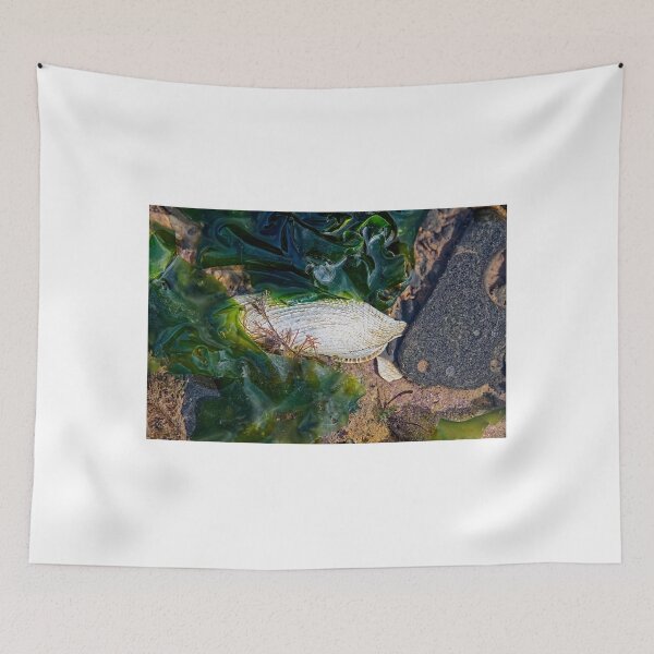 Item preview, Common Piddock - Pholas Dactylus designed and sold by Dorset Girl.