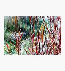 Grasses Photographic Print
