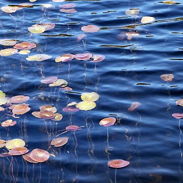 Artwork thumbnail, Colourful reeds Rainbow lake 1 by Jan Glover