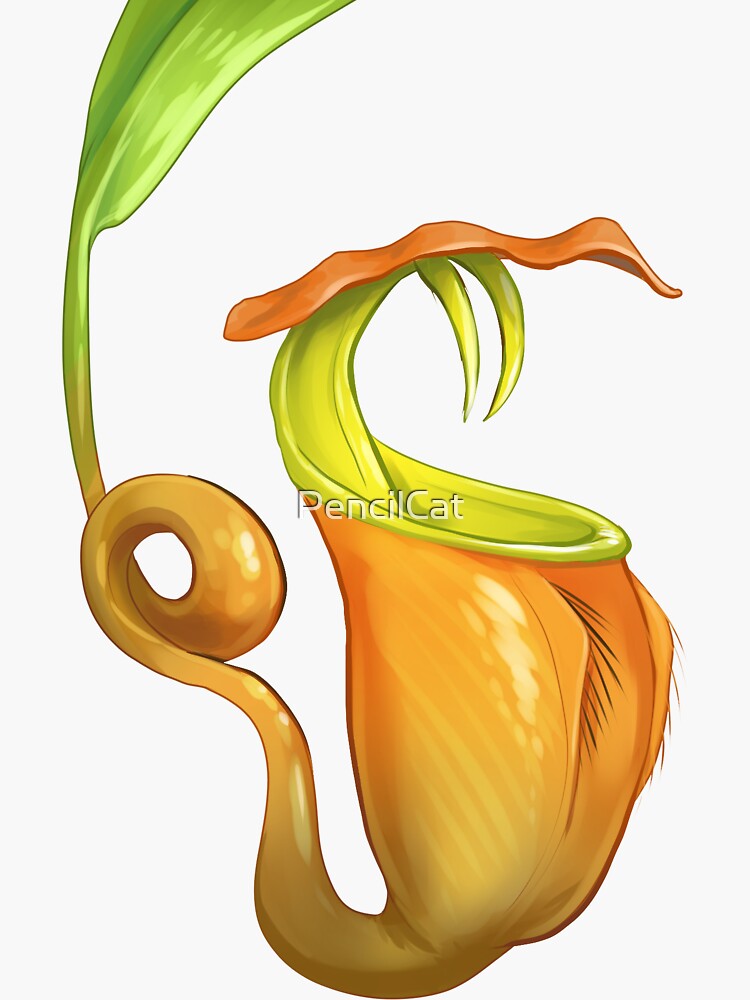 Thumbnail 3 of 3, Sticker, Nepenthes Bicalcarata  designed and sold by PencilCat.