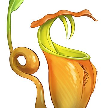 Artwork thumbnail, Nepenthes Bicalcarata  by PencilCat