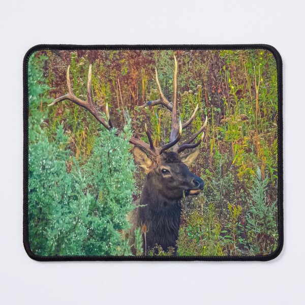 Item preview, Fall Delight Rocky Mountain Elk designed and sold by Rodney55.