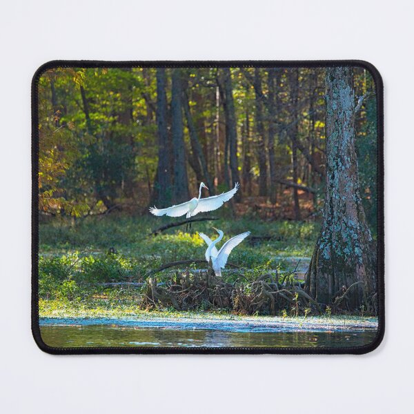 Item preview, Pair of Great Egret showing their Wings designed and sold by ShorelineImages.
