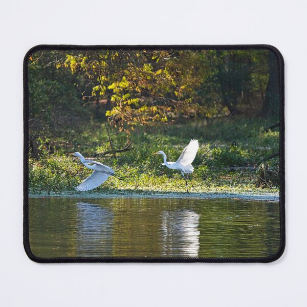 Item preview, Pair of Great Egrets Chasing around Lake designed and sold by ShorelineImages.