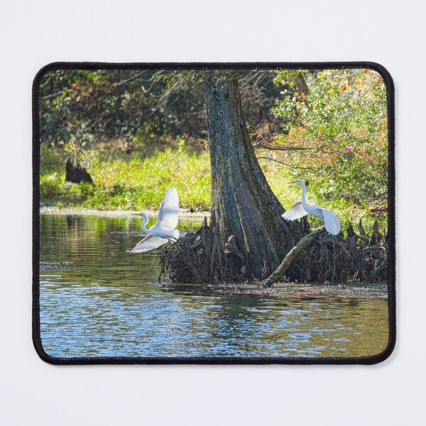 Item preview, Pair of Great Egrets with Wings of Grace designed and sold by ShorelineImages.
