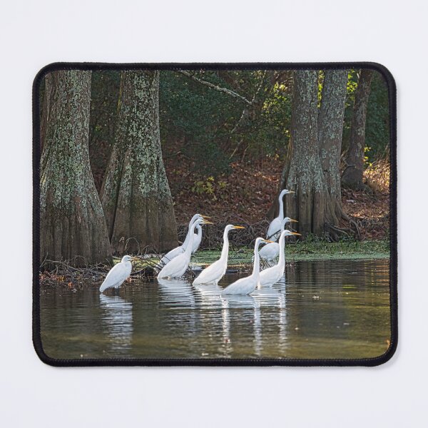 Item preview, Nine Great Egrets together for Prayer Meeting designed and sold by ShorelineImages.