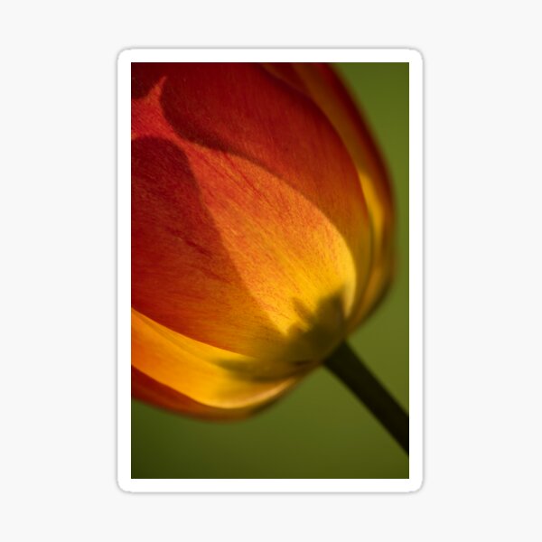Orange Tulip Sticker