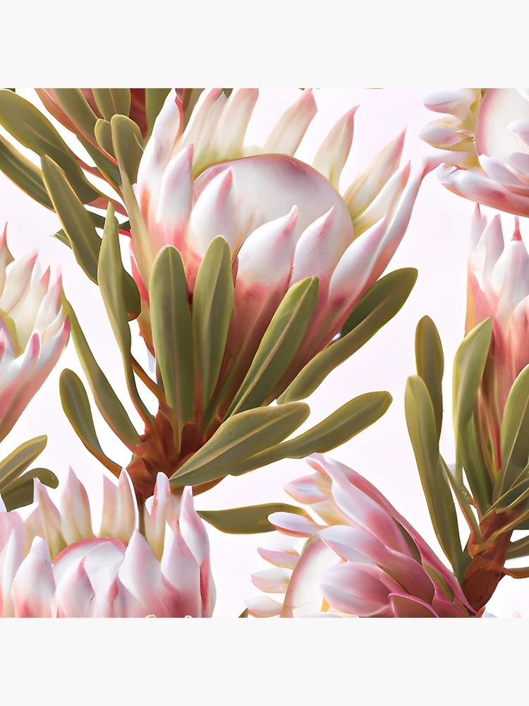 White King Pink Protea Wall Art Print Set of 6, White Protea, Fynbos Wall Art, Protea Gallery Wall Print Set, King Protea, good Protea Home Decor