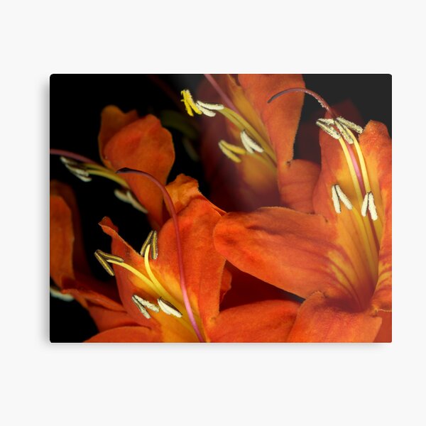 Intense Tecomaria Metal Print