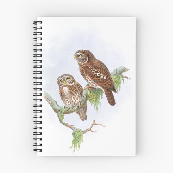 Item preview, Collared Owlet, 1800s Vintage Bird Art by John Gould and H.C. Richter designed and sold by VintageRestored.