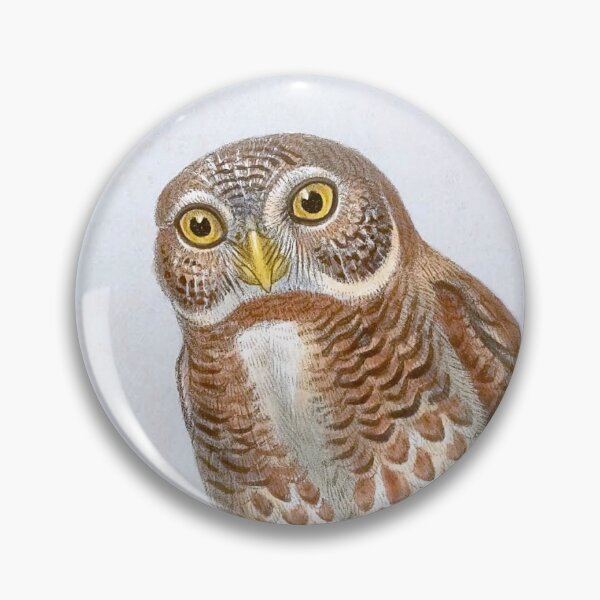Item preview, Collared Owlet, 1800s Vintage Bird Art by John Gould and H.C. Richter designed and sold by VintageRestored.