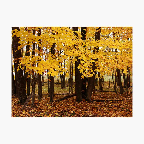 Second Spring Photographic Print
