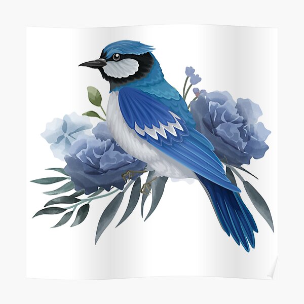 Blue jay art illustration drawing bird birds ornithology print 5x7