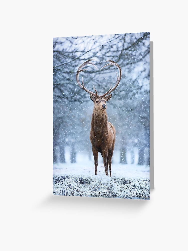 Portrait of a Stag Card Blank Portrait of a Stag Card Blank