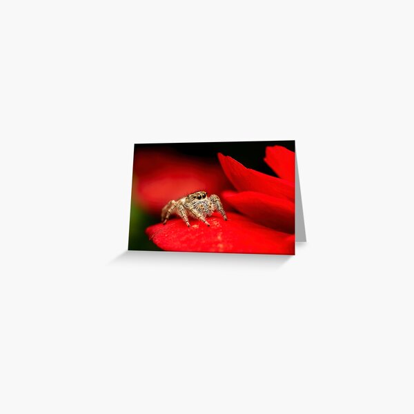 Red Petal Jumper Greeting Card