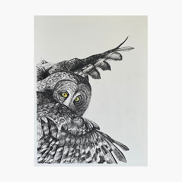Owl on the hunt Photographic Print