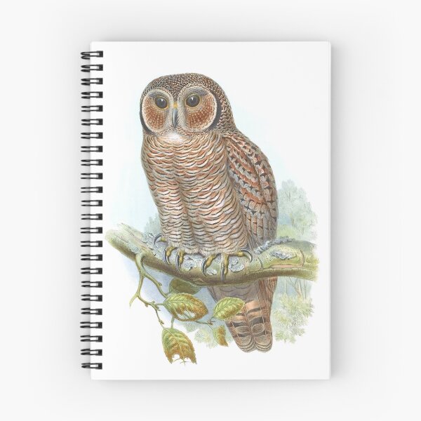 Item preview, Mottled Wood-Owl, 1800s Vintage Bird Art by John Gould and H.C. Richter designed and sold by VintageRestored.