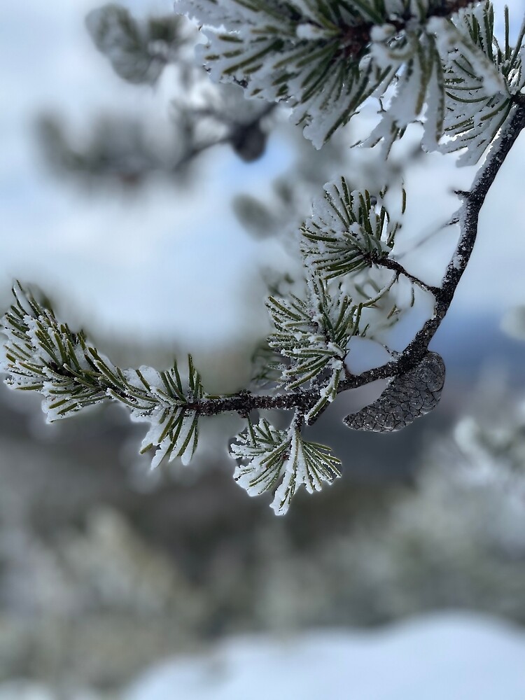 Wintry Whites