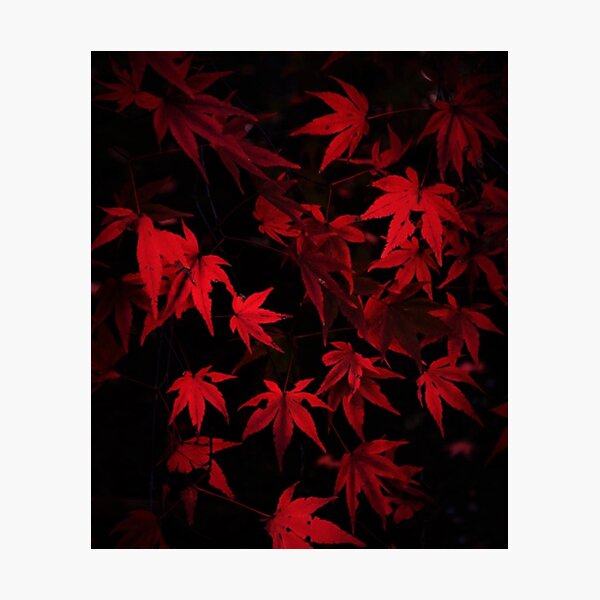 Item preview, Red maple leaf art designed and sold by TaylorsGallery.
