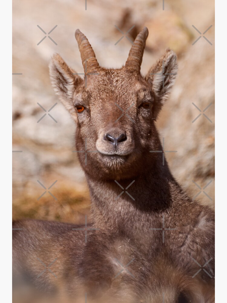 "Portrait of young chamois" Sticker for Sale by valentinp Redbubble