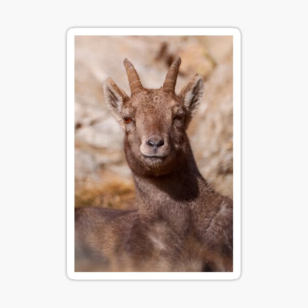 "Portrait of young chamois" Sticker for Sale by valentinp Redbubble