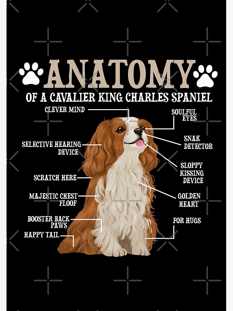 Funny king best sale charles cavalier pictures