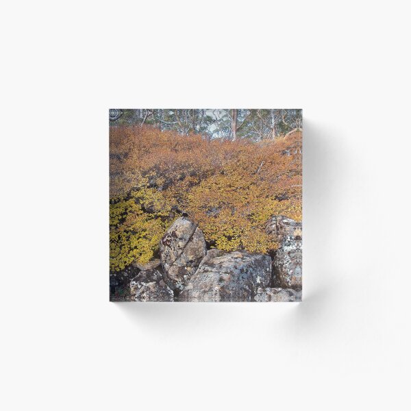 FAGUS ~ SCENES & SCENERY ~ Carpet by tasmanianartist Acrylic Block