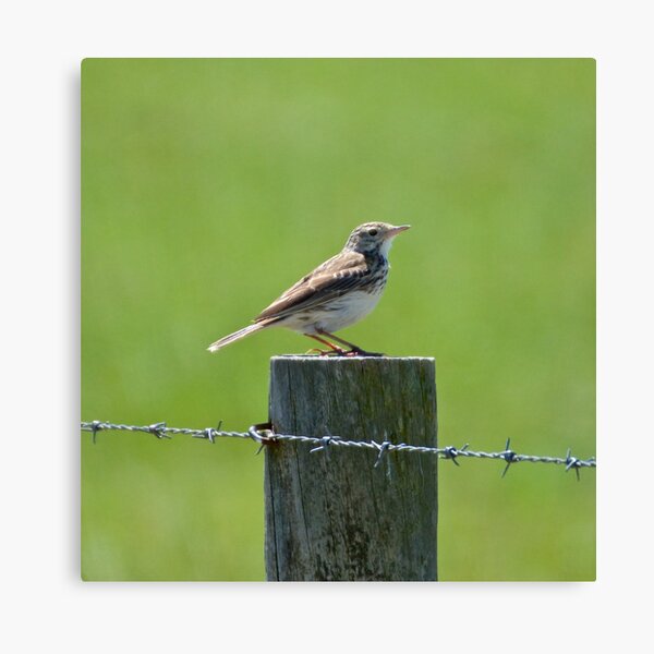Australasian (Richards) Pipit by David Irwin Canvas Print